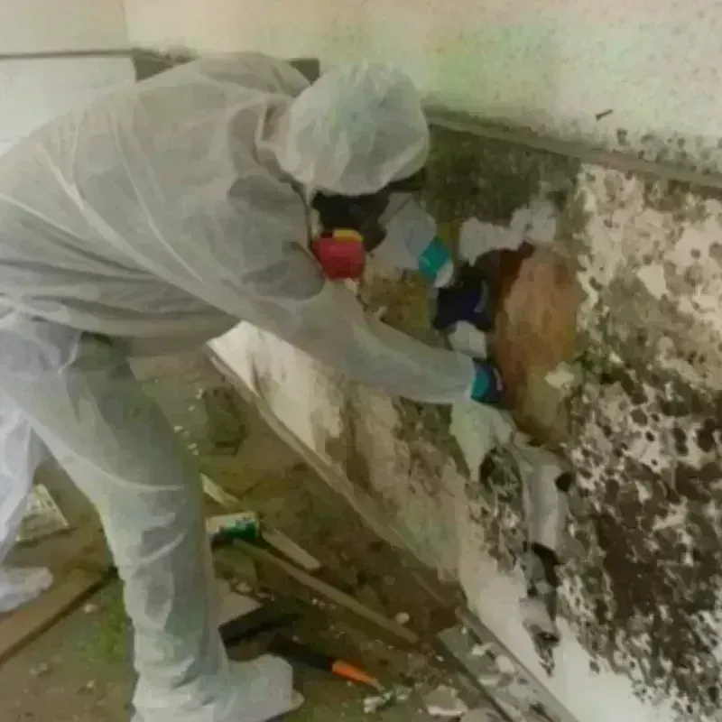 Mold Remediation and Removal in Longbranch, WA